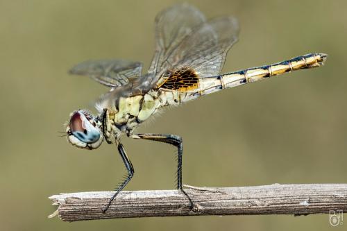 Urothemis edwardsii